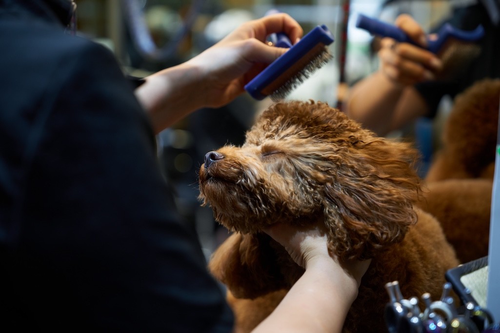 Pro Guide to Starting Your Own Mobile Dog Grooming Business